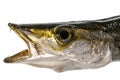 Yellowtail Barracuda Ã¢â¬â Head, Eye and Teeth Royalty Free Stock Photo